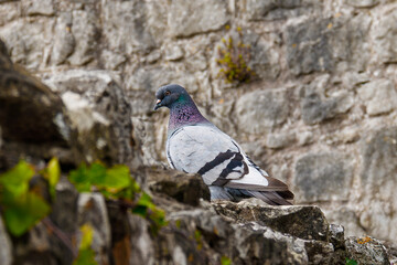 pigeon on a branch