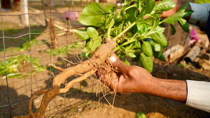 A farmer uprooting the ashwagandha roots to the ground. Organic withania somnifera. Indian ginseng, poison gooseberry, or winter cherry plant. Ayurvedic herb harvesting at  garden, field. Digging soil