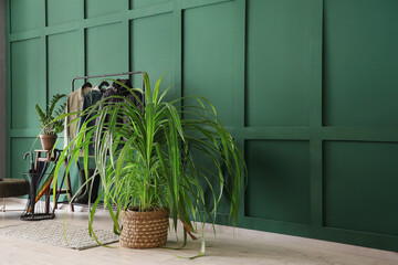 Canvas Print - Houseplants and rack with stylish clothes near green wall in interior of hallway