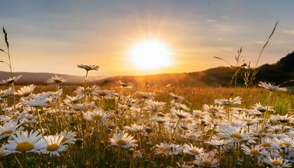 Wall Mural - The landscape of white daisy blooms in a field, with the focus on the setting sun