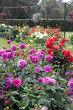 © Irina - Beautiful flowerbed in the garden, botanical park.