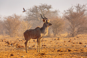 Wall Mural - Greater Kudu (Tragelaphus strepsiceros); male standing in the bushes, Etosha National Park Namibia