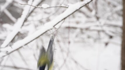 A chickadee on a branch, taken in close-up on a cold winter day. Big Titmouse on a branch in February. Great tit bird fly in on branch fly away winter scene. 