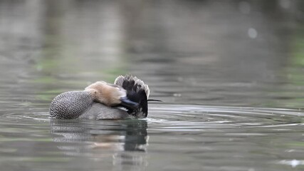 Wall Mural - Gadwall Mareca strepera is a common and widespread dabbling duck in the family Anatidae. Close-up. A bird swimming on the lake cleans its feathers. Slow motion.