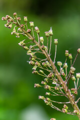 Wall Mural - Inflorescences of butterbur, pestilence wort, Petasites hybridus.Blossom, Common butterbur. A blooming butterbur Petasites hybridus flower in the meadow