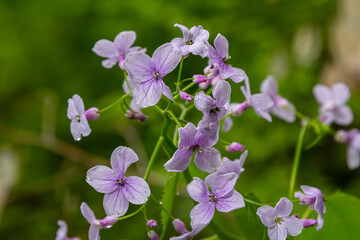 Wall Mural - Lunaria rediviva, known as perennial honesty. Beautiful light purple flowers in bloom