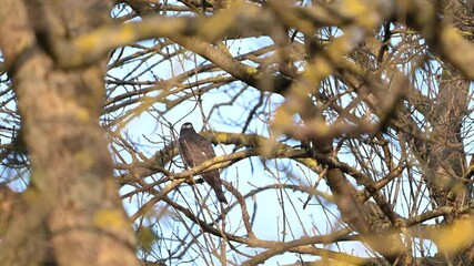 Wall Mural - Eurasian sparrowhawk Accipiter nisus. The bird sits on the branches of the tree with its back and flies to another branch. Slow motion.