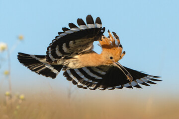 Wall Mural - Eurasian Hoopoe Upupa epops in Flight with a Beetle in Its Beak Wildlife Scene