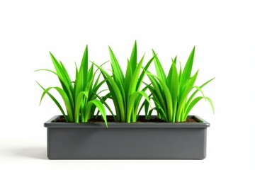 Wall Mural - Oat plants growing in a rectangular planter box against white background, garden, agriculture