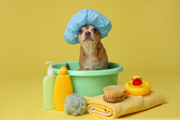 Wall Mural - Cute funny dog with shower cap and different accessories for bathing on yellow background