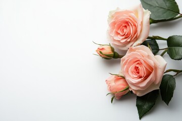 Aufkleber - Beautiful pink roses arranged elegantly on a white surface showcasing their soft petals and green leaves. Generative AI