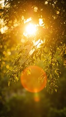 Wall Mural - golden sunlight filtering through tree leaves creating bokeh circles