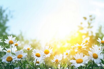 Fototapete - Sunshine illuminating a field of daisies during a warm summer morning. Generative AI