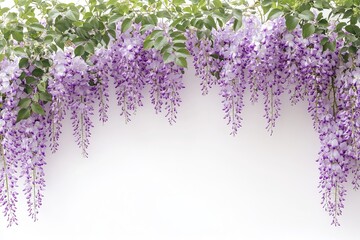 Wall Mural - 3D stock collection of wisteria, transparent and background-free, for decoration