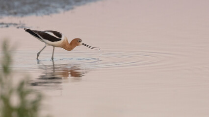 Wall Mural - An American Avocet hunts for food in the shallow water of the Bear River Migratory Bird Refuge in Brigham City Utah, USA as the evening sky paints a delicate pink color onto the surface of the water.