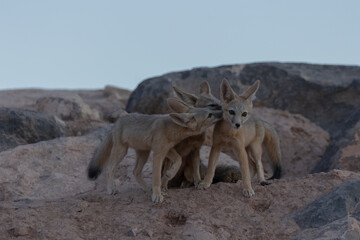 Wall Mural - Two young and one adult Kit Fox spend time bonding while grooming each other in the soft light of evening near their den in the desert of Southern Utah, USA. 