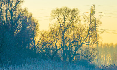 Wall Mural - Trees in a yellow foggy sky in the light of sunrise in winter, Almere, Flevoland, The Netherlands, February 3, 2025