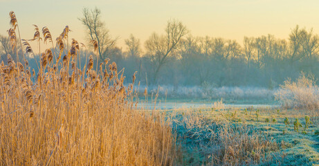 Wall Mural - The edge of a frozen lake in the light of sunrise in winter, oostvaardersveld, almere, flevoland, netherlands, February 3, 2025