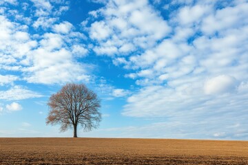 Leinwandbilder - Solitary tree stands on open field under bright blue sky with fluffy clouds at midday. Generative AI