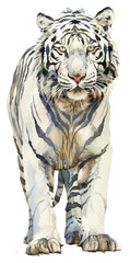 Wall Mural - PNG An isolated white tiger art illustration watercolor.