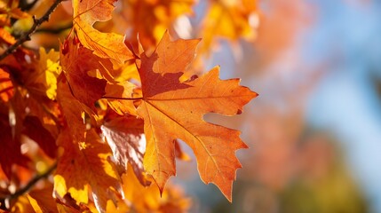 Wall Mural - Autumn maple leaf glowing in golden sunlight. Ideal for seasonal change, natural beauty, and fall foliage concepts.