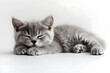 © Pawinee - cat sleeping on white background