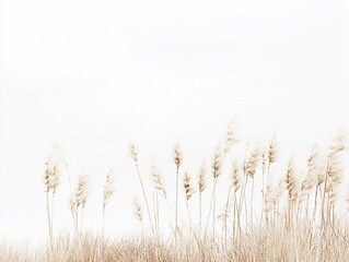 Naklejka na meble Gentle beige reeds swaying against a soft white sky creating a calming natural scene