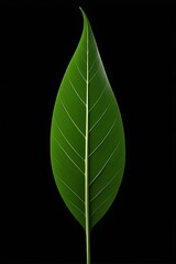 Wall Mural - arafed leaf with a thin strip of light on it