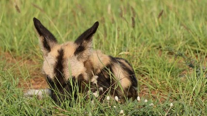 Wall Mural - african wild dog or painted hunting dog (lycaon pictus) resting in natural habitat, madikwe game res