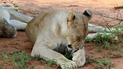 Wall Mural - A lioness (Panthera leo) grooming and resting in natural habitat, Madikwe game reserve, South Africa