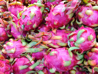 Wall Mural - Group of dragon fruit selling in market