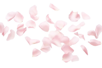 Wall Mural - png petals background design soft.
