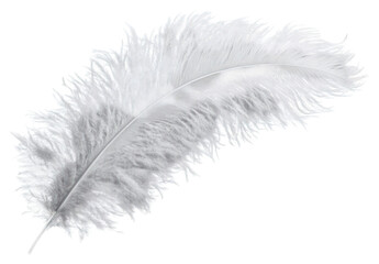 Wall Mural - PNG Ostrich feather background white gray.