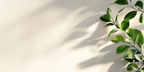 Green plant leaves with shadow on white wall. Nature and interior design