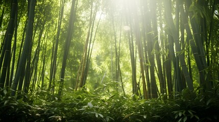 Sticker - Bamboo Forest Bathed in Soft Filtered Sunlight Beams Streaming Through the Lush Towering Stalks and Verdant Canopy Creating a Serene Peaceful Atmosphere