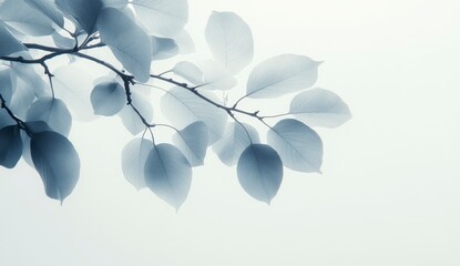 Poster - Close up of a branch with delicate, gray blue leaves against a soft white background. The image has a serene, tranquil mood, evoking a sense of peace