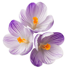 Canvas Print - Delicate Crocus Flowers in Shades of Purple and White Blooming Gracefully