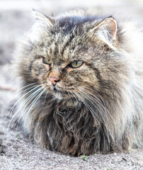 Wall Mural - A cat with long hair is sitting on the ground