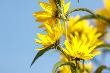 Wall Mural - A bunch of yellow flowers are in full bloom