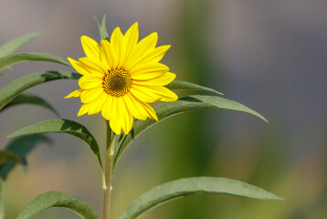 Wall Mural - A yellow flower is in the foreground of a green background