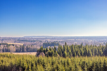 Wall Mural - Beautiful view of a forest landscape on a sunny spring day