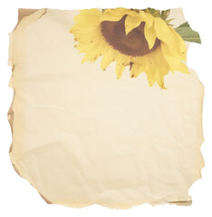 Wall Mural - PNG Sunflower ripped paper backgrounds petal plant.