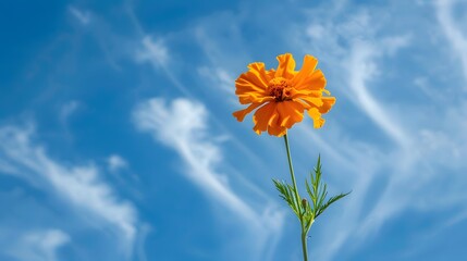 Wall Mural - orange flower against blue sky with white clouds