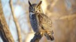 © phy - Great horned owl perched on a tree branch at dusk, its piercing eyes glowing.