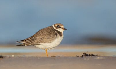 Wall Mural - Great Ringed Plover - on the autumn migration way on the  sea shore