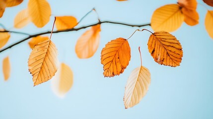 Wall Mural - Autumn Leaves Branch Blue Sky Background,   Golden, Orange Foliage Photography