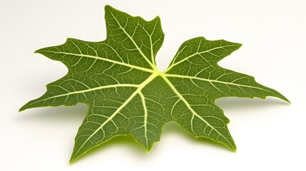 Wall Mural - Detailed Closeup of a Single Green Leaf with Veins