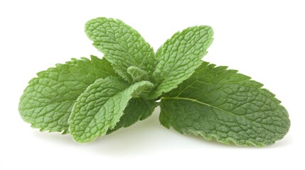 Wall Mural - Fresh Green Mint Leaves Close Up Photography