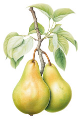 Wall Mural - PNG Pear branch fruit illustration realistic.