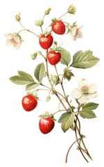 Wall Mural - PNG Strawberry Vine branch with flower Olive strawberry illustration botanical.